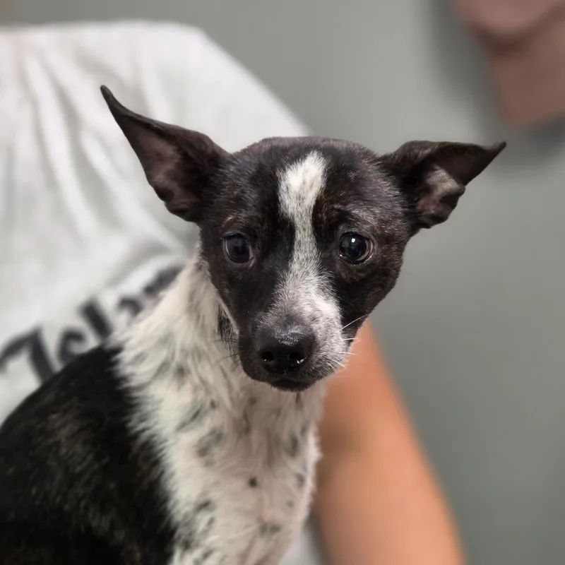 An adult small-sized female Black Mixed Breed dog named Tinker Bell for adoption in Charleston, WV