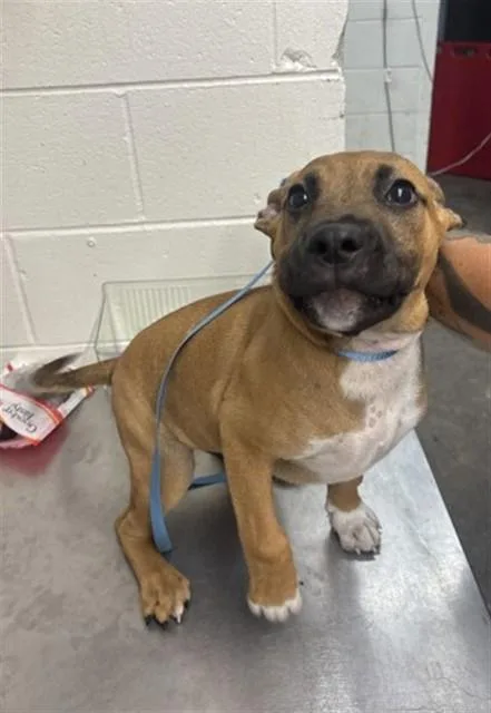 A baby small-sized male Pit Bull Terrier dog named Bear for adoption in San Bernardino, CA