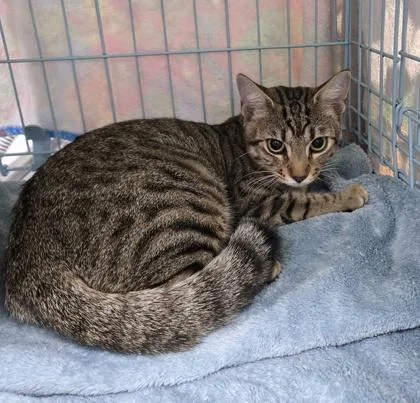 A young medium-sized female Domestic Short Hair cat named Velma for adoption in Gainesville, FL