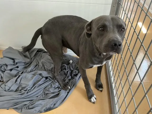 A young medium-sized male Pit Bull Terrier dog named Ollie Blue for adoption in San Bernardino, CA