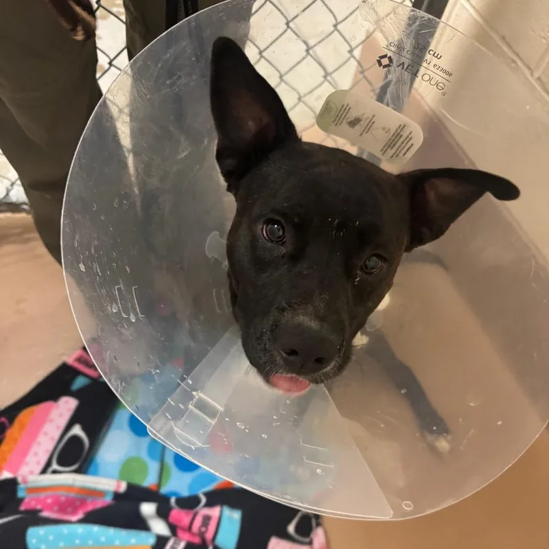 A young medium-sized male Black Pit Bull Terrier dog named Tanka Jahari for adoption in Reno, NV
