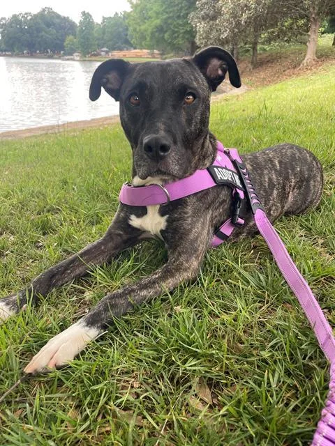 An adult medium-sized female Mixed Breed dog named Zinnia for adoption in Charlotte, NC