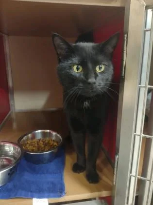 An adult medium-sized male Domestic Short Hair cat named Jay for adoption in Clarks Summit, PA