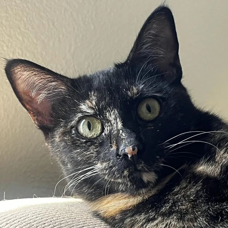 A young extra large-sized female Domestic Short Hair cat named Whisper for adoption in Los Angeles, CA