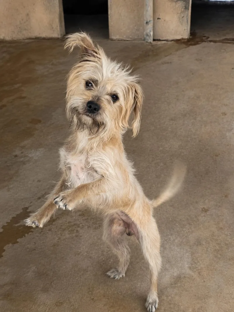 A young small-sized male Apricot / Beige Terrier dog named Bear for adoption in Uxbridge, MA