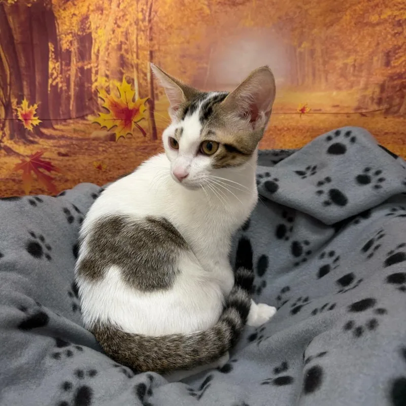 A baby medium-sized male Domestic Short Hair cat named Candle for adoption in Newberg, OR