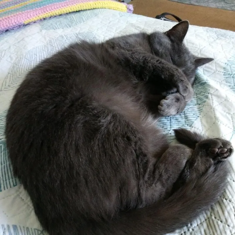 A senior medium-sized female Domestic Short Hair cat named Ashes for adoption in Asheville, NC