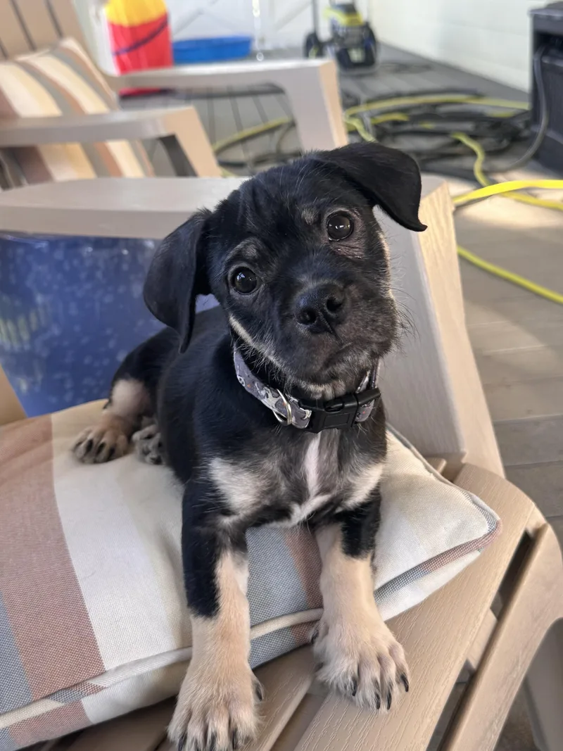 Pugsley Adams  Puppy