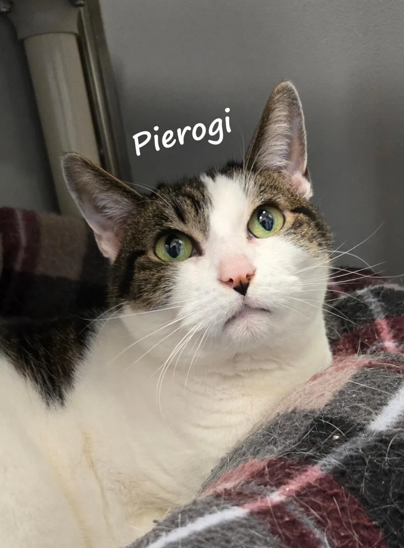 Pierogi