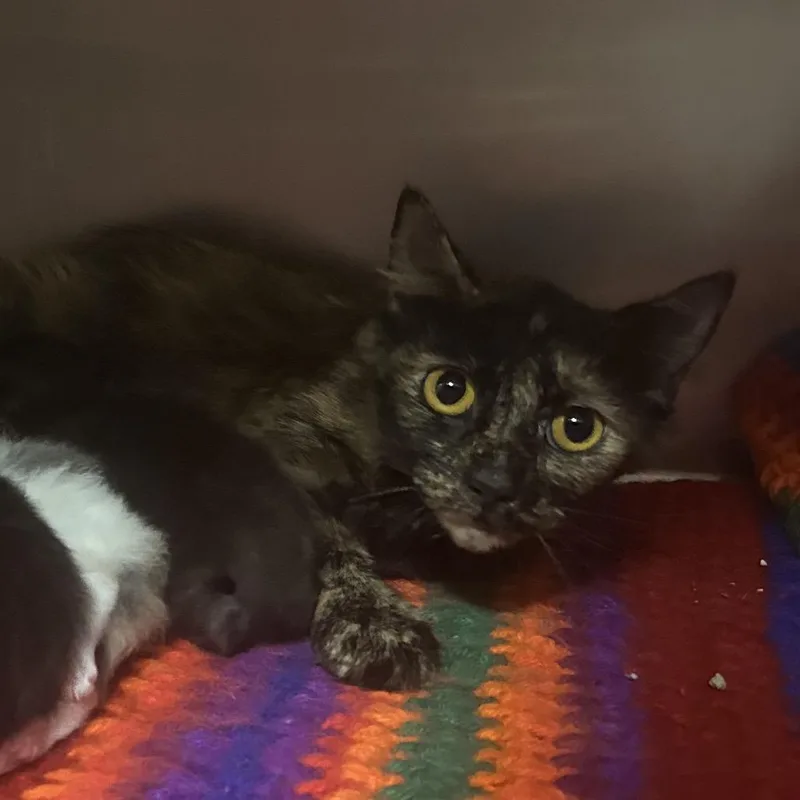 An adult medium-sized female Tortoiseshell Domestic Medium Hair cat named Fuzzy for adoption in Charleston, WV