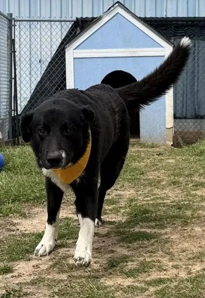 An adult extra large-sized male Border Collie dog named Bubby for adoption in Balch Springs, TX