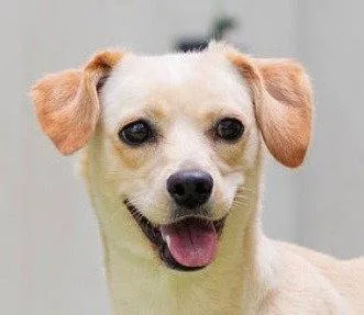 A young small-sized female Labrador Retriever dog named Annie for adoption in Bloomfield, CT
