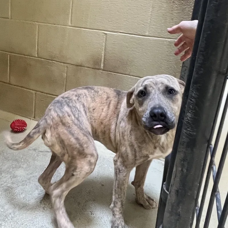 An adult medium-sized female Yellow / Tan / Blond / Fawn Pit Bull Terrier dog named Chicory for adoption in Clarksville, VA