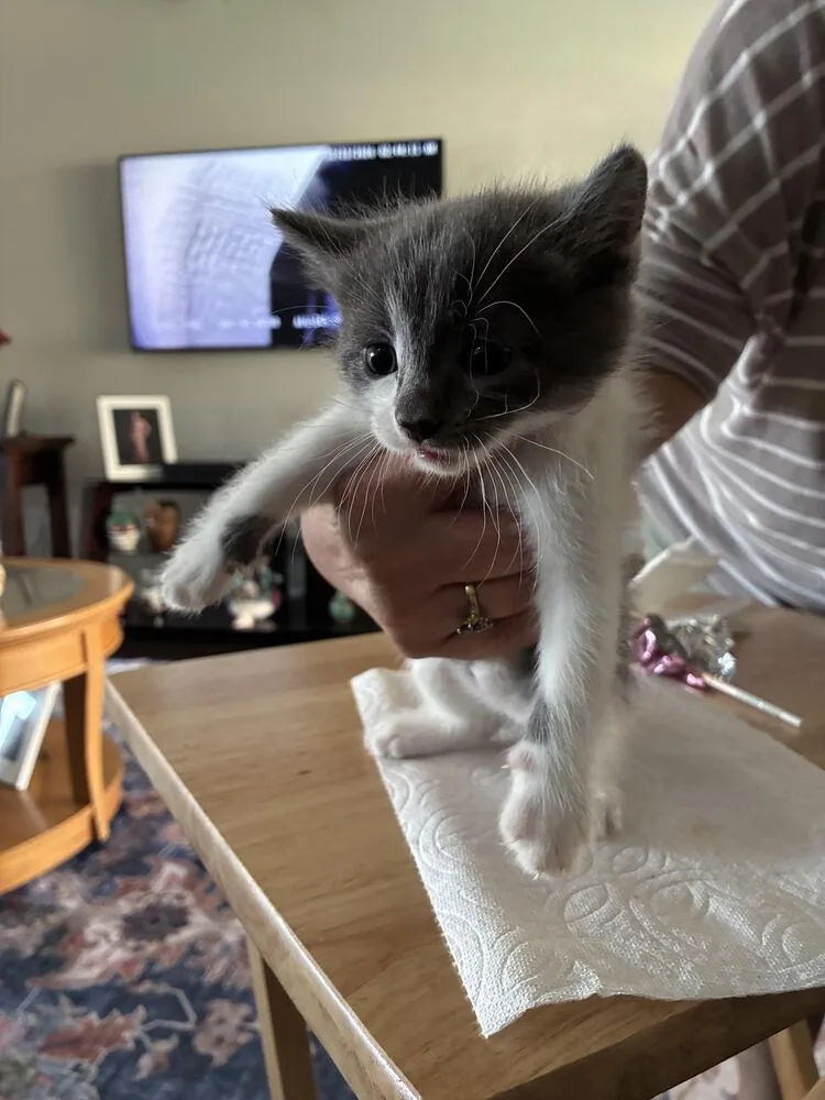 A baby small-sized male Black & White / Tuxedo Domestic Short Hair cat named Mars for adoption in Lancaster, CA