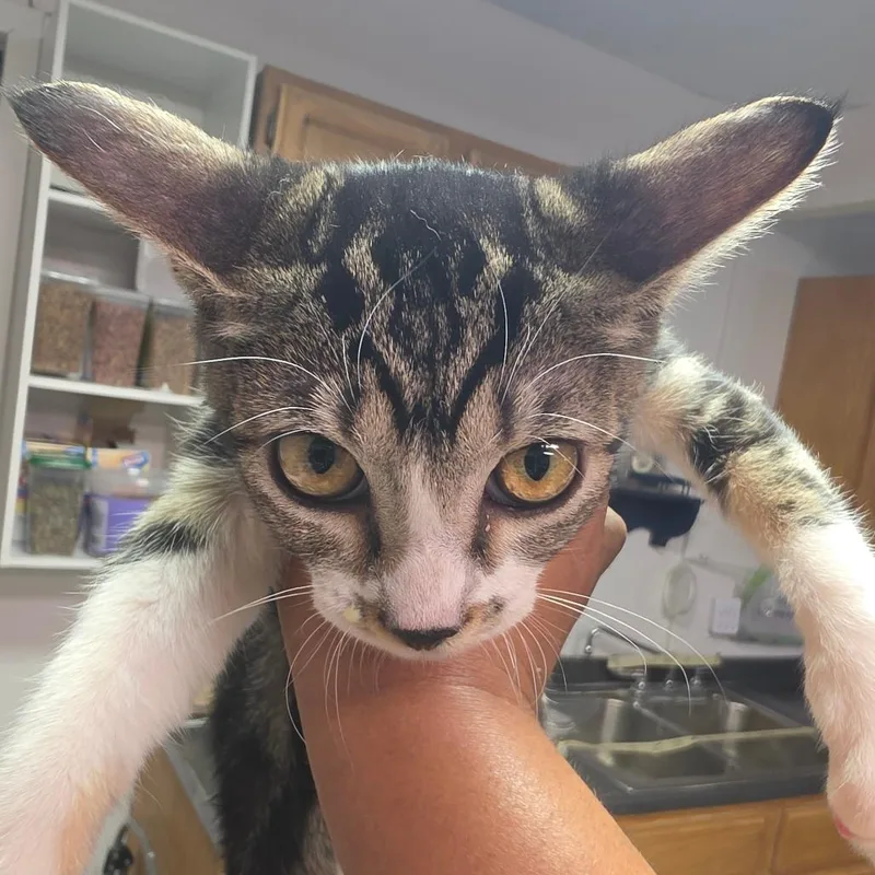 A baby small-sized female Gray / Blue / Silver Domestic Short Hair cat named Allison for adoption in Leander, TX