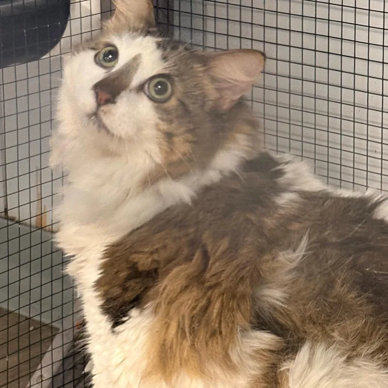 An adult extra large-sized male Brown / Chocolate Domestic Long Hair cat named Cassius Laney for adoption in St. Louis, MO