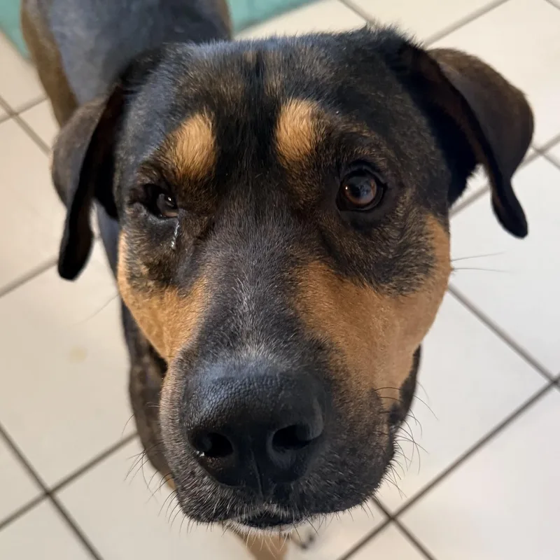 An adult large-sized male Tricolor (Brown, Black, & White) Shepherd dog named Jet for adoption in CORPUS CHRISTI, TX