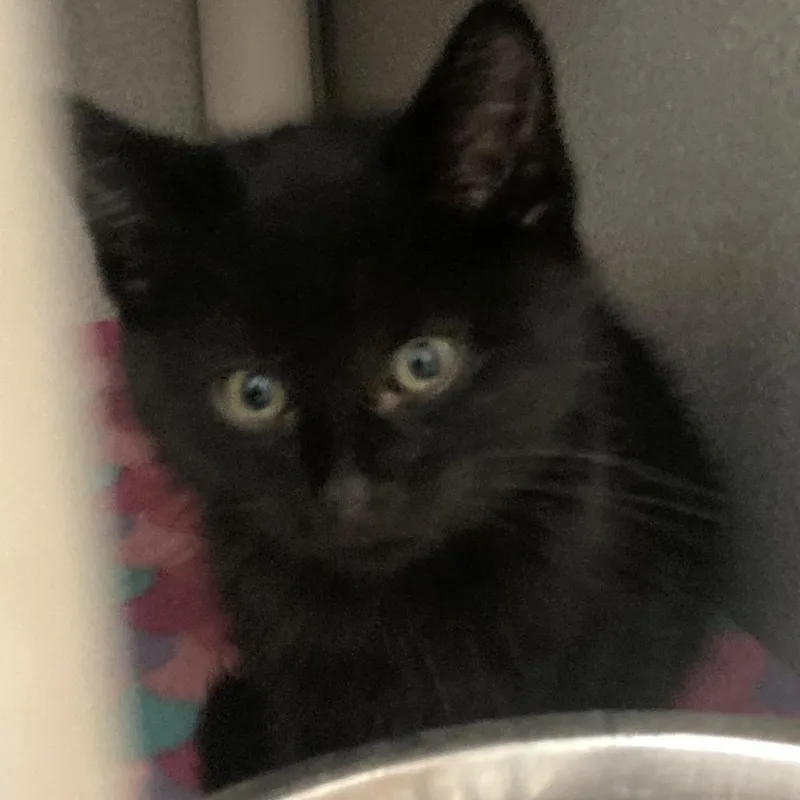 A baby small-sized male Black Domestic Short Hair cat named Cosmo for adoption in Buffalo, WY