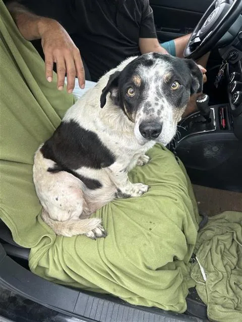 A senior medium-sized female Shepherd dog named Maya for adoption in San Antonio, TX