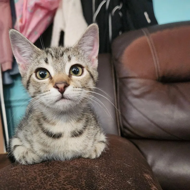 A baby medium-sized female Domestic Short Hair cat named Tiger for adoption in Rock Hill, SC