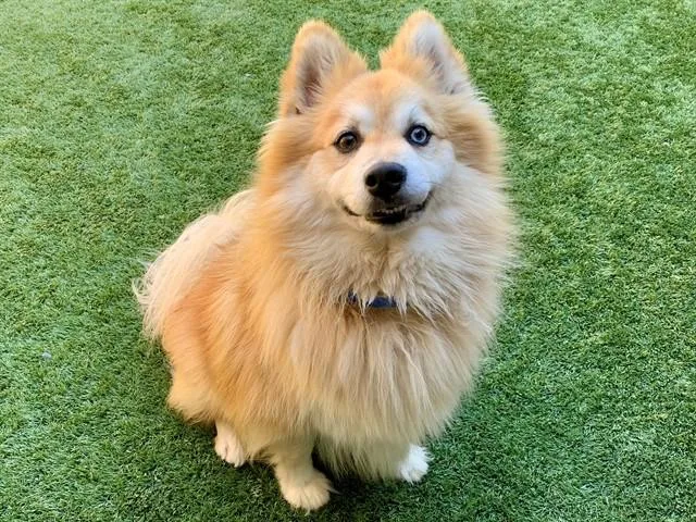A young small-sized male Yellow / Tan / Blond / Fawn Pomeranian dog named Save Me Please! Tucker for adoption in San Marcos, CA
