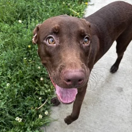 A young large-sized male Labrador Retriever dog named Mufasa for adoption in Wheaton, IL