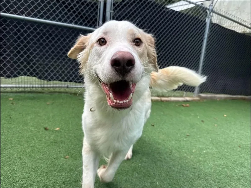 A young large-sized male Apricot / Beige Pit Bull Terrier dog named Shadow for adoption in Elizabethtown, PA