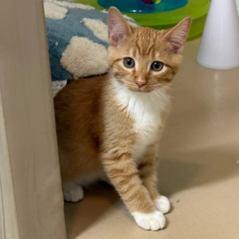 A baby small-sized male Domestic Short Hair cat named Casper for adoption in Yucaipa, CA