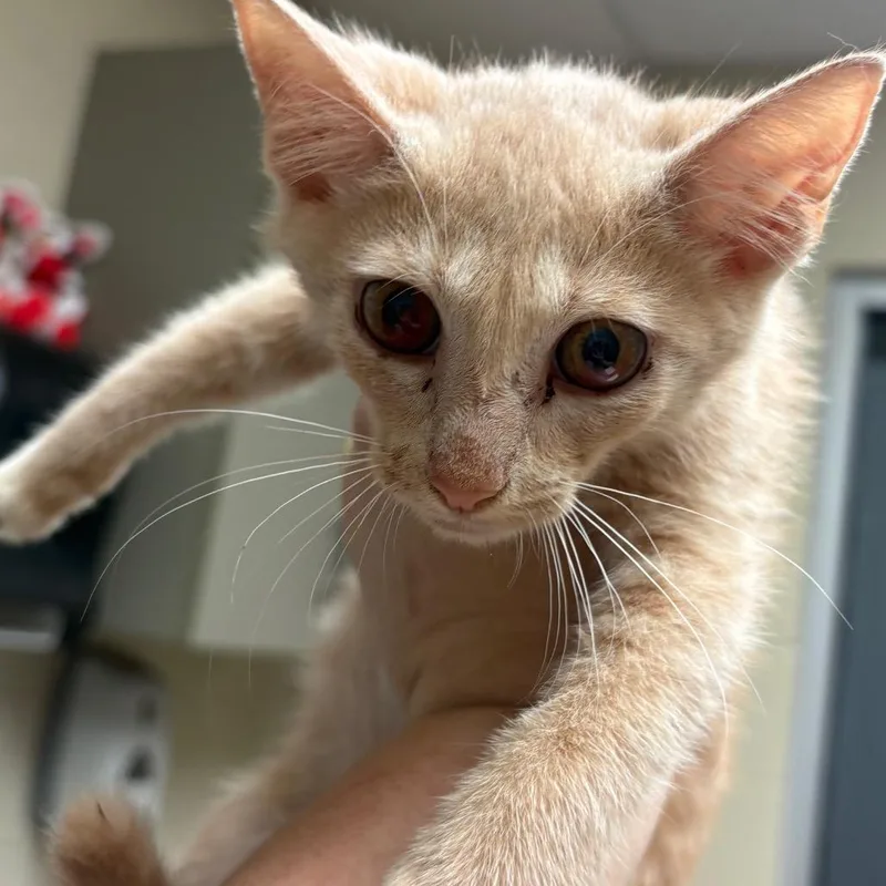 A baby small-sized male Orange / Red Domestic Short Hair cat named Dumpling for adoption in Columbus, GA