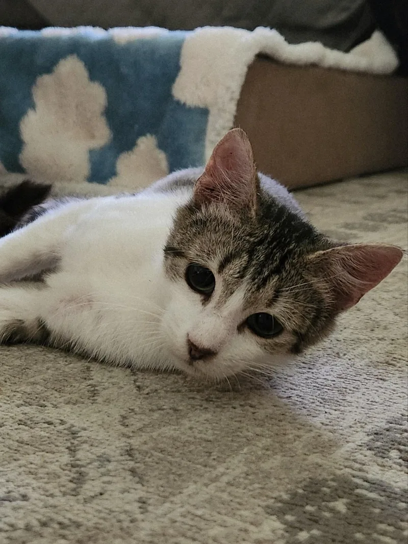 A young small-sized male Tabby (Brown / Chocolate) Domestic Short Hair cat named Midori for adoption in Mount Pleasant, TX