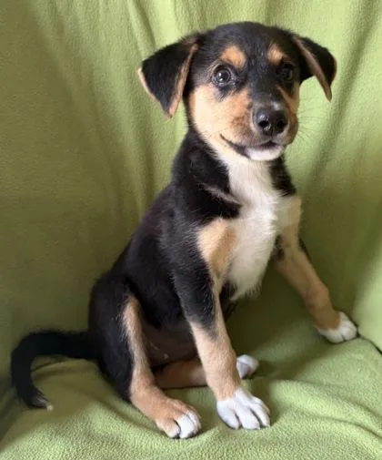 A young large-sized female German Shepherd Dog dog named Bluebell for adoption in Buffalo, MN
