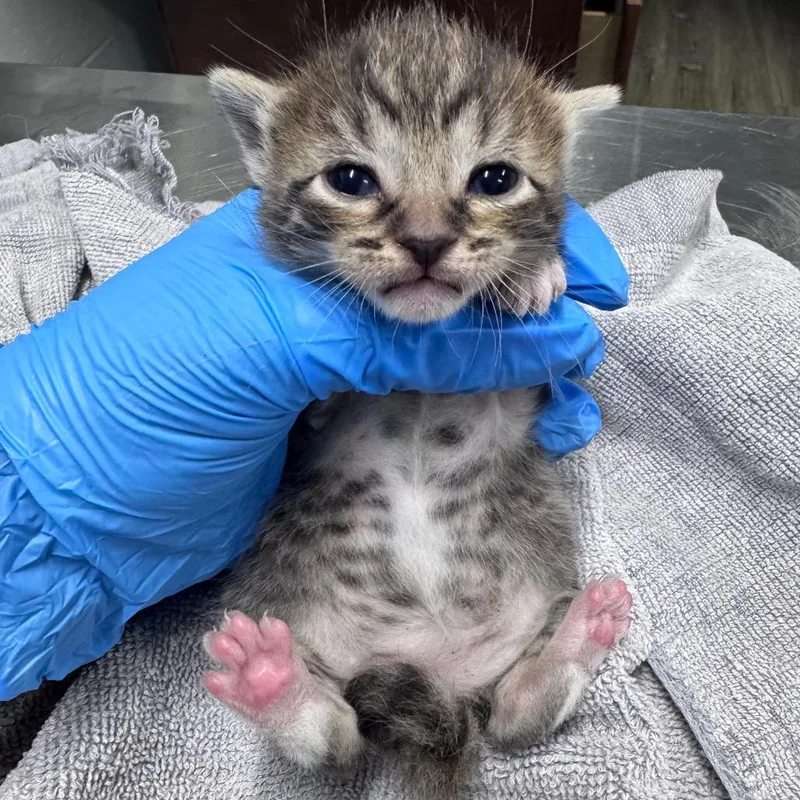 A baby small-sized female Brown / Chocolate Domestic Short Hair cat named Fig for adoption in Summerville, SC