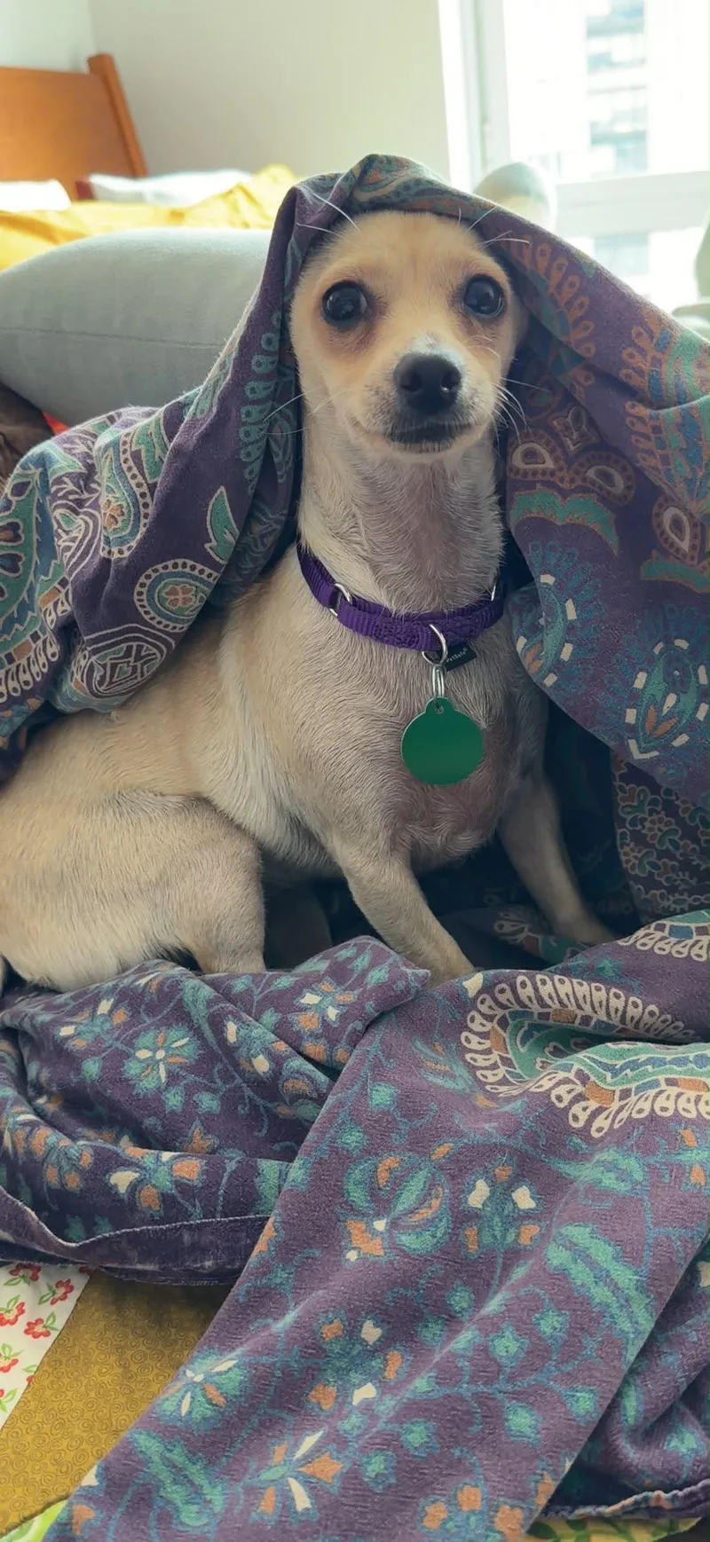 A young small-sized female Chihuahua dog named Dixie for adoption in Brooklyn, NY