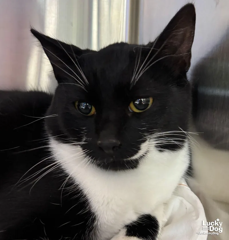 A young medium-sized male Domestic Short Hair cat named Taco for adoption in Washington, DC