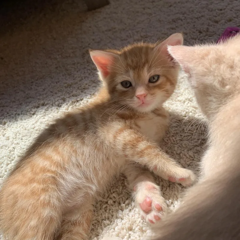 A baby small-sized male Orange / Red Domestic Short Hair cat named Tinkywinky for adoption in Glenview, IL