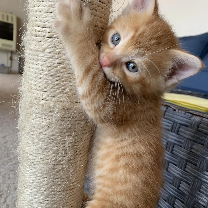 Tinkywinky thumbnail 3