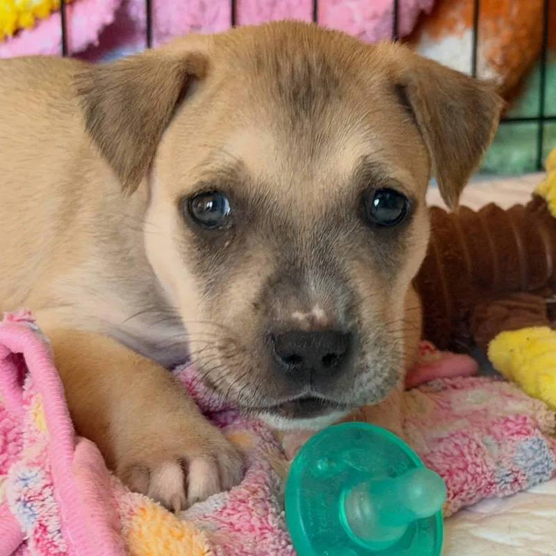 A baby large-sized male Apricot / Beige Pit Bull Terrier dog named Heinz for adoption in Levittown, NY