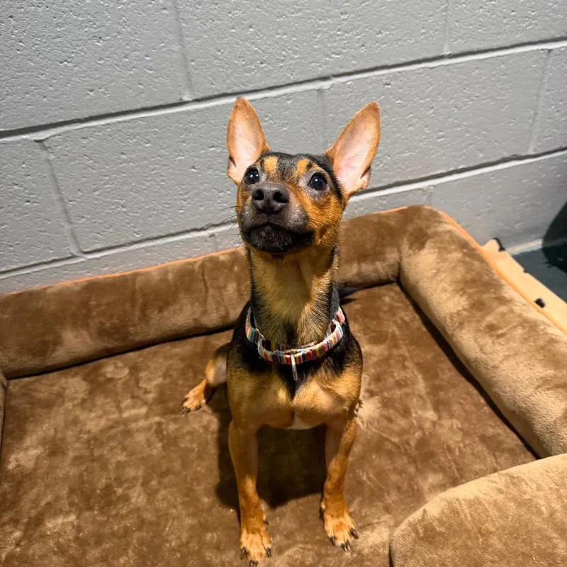 An adult small-sized male Black Miniature Pinscher dog named Warren for adoption in Warwick, RI