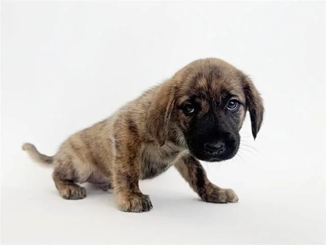A baby small-sized male Terrier dog named Camper for adoption in Saint Louis, MO