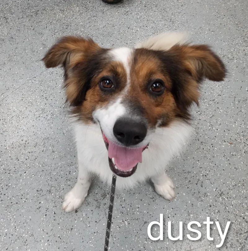 An adult medium-sized male Tricolor (Brown, Black, & White) Collie dog named Dusty for adoption in Maynardville, TN