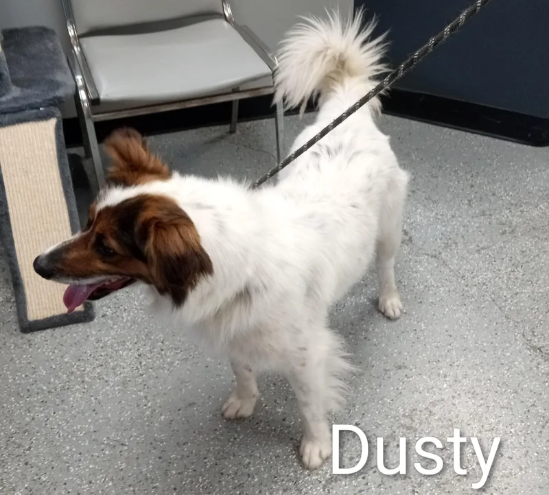 Dusty thumbnail 2