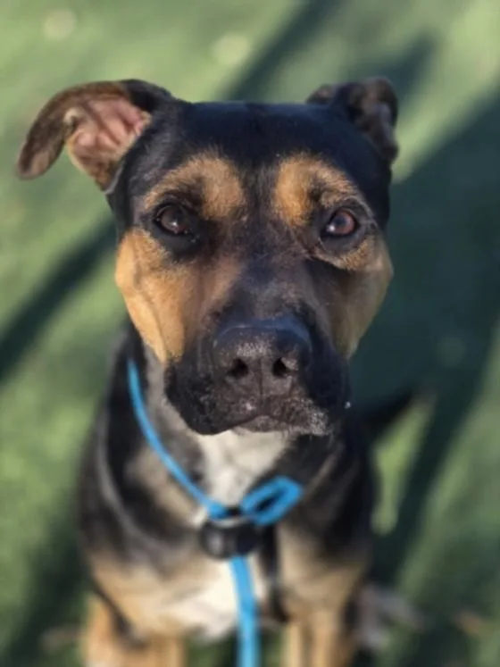 A young small-sized male Mixed Breed dog named Maximo for adoption in Chatsworth, CA