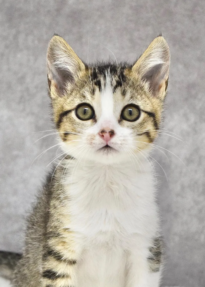 A baby medium-sized female Tabby (Brown / Chocolate) Domestic Short Hair cat named Attina for adoption in Dublin, CA
