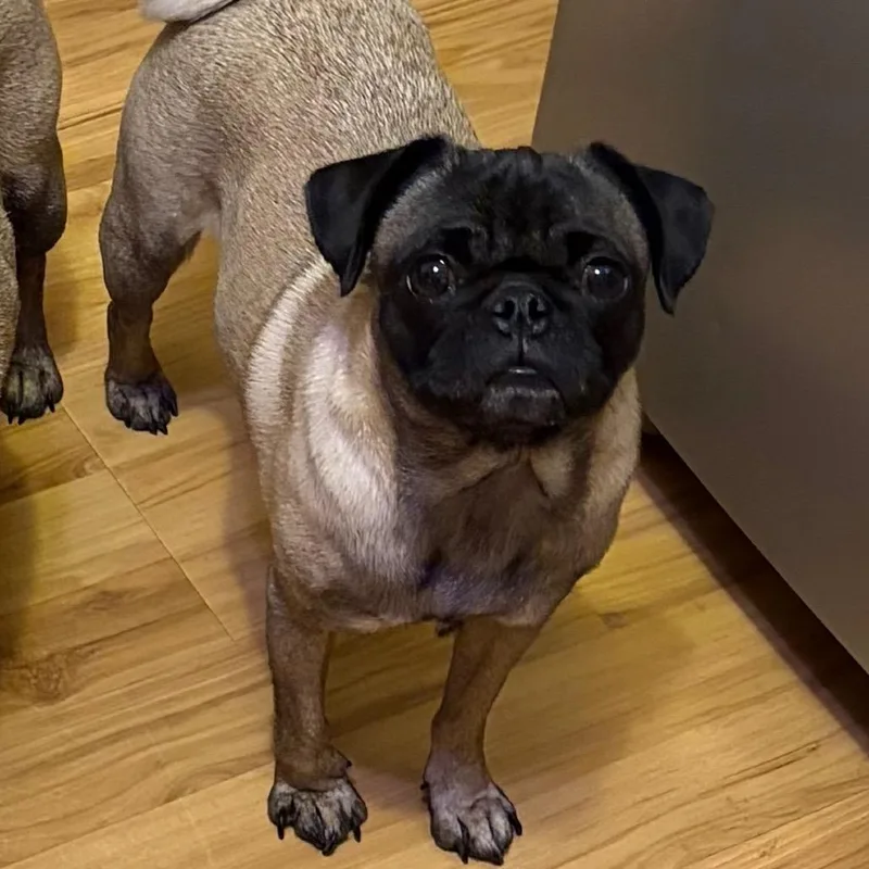 An adult small-sized female Pug dog named Freya for adoption in Monroe, MI