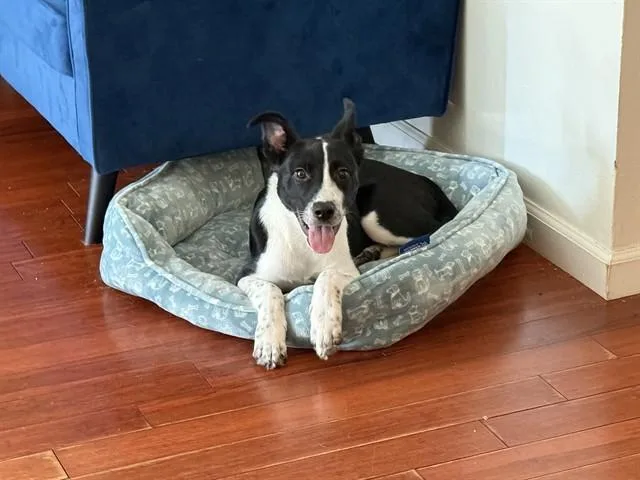 A young small-sized male Border Collie dog named Oreo for adoption in Sacramento, CA