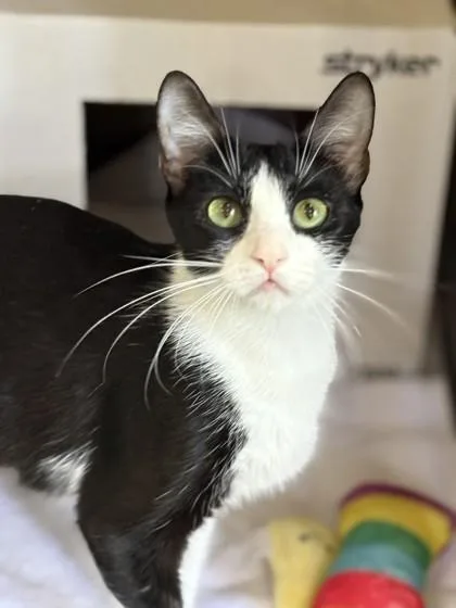 A baby medium-sized female Domestic Short Hair cat named Jyn for adoption in Honolulu, HI