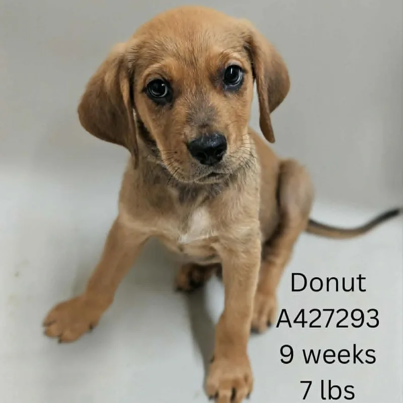 Donut