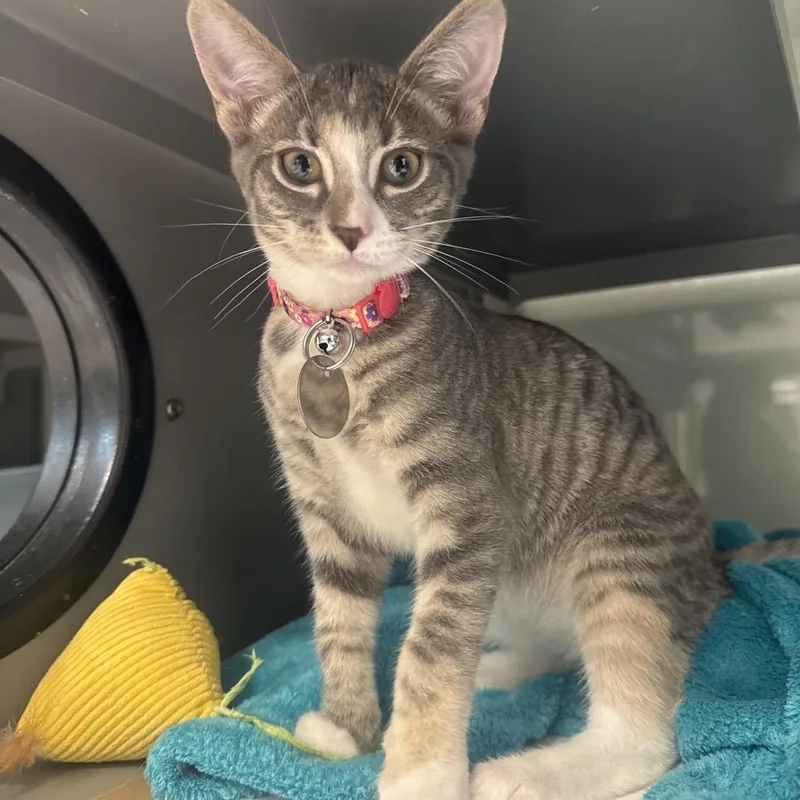 A baby small-sized female Domestic Short Hair cat named NCR Cortland for adoption in Port Washington, NY