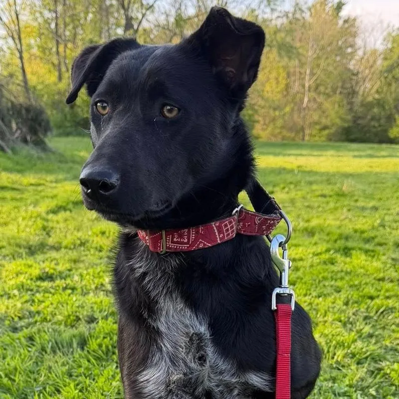 A young medium-sized female Black Cattle Dog dog named Samira for adoption in Columbia Station, OH