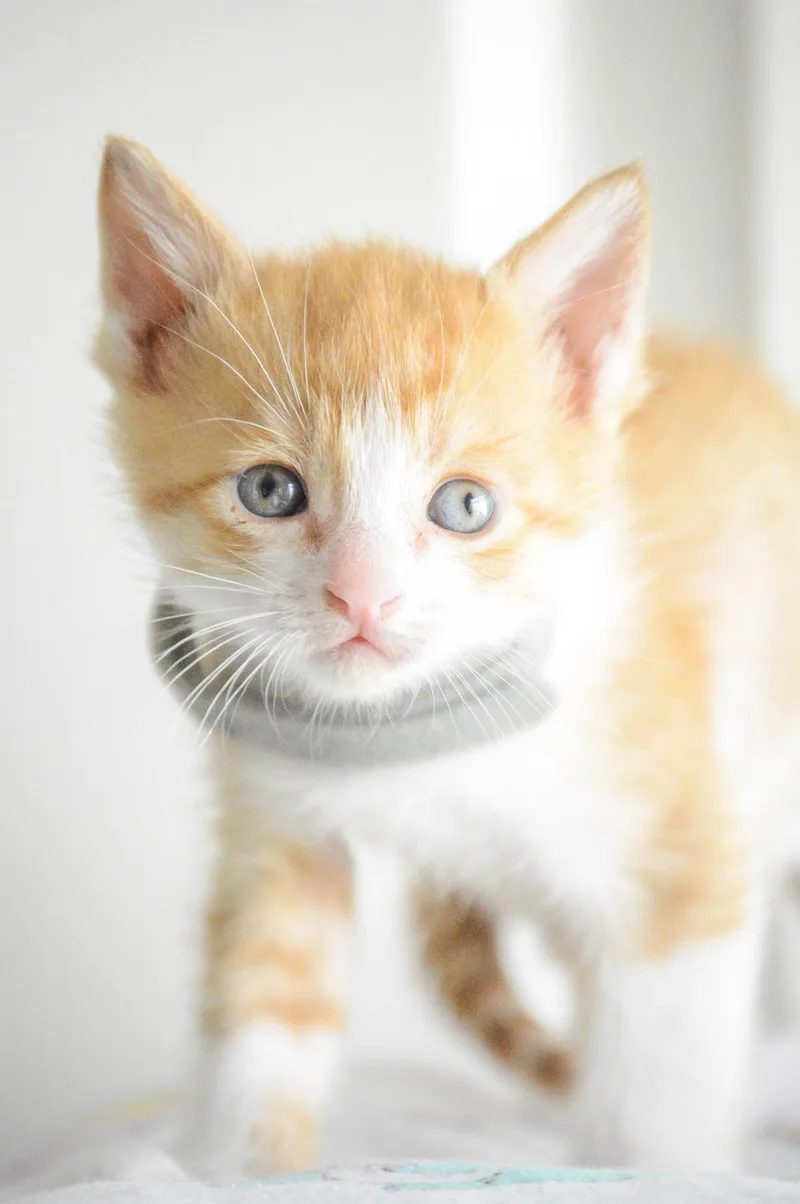 A baby medium-sized male Orange / Red Domestic Short Hair cat named Chris Kirkpatrick for adoption in Fruit Heights, UT
